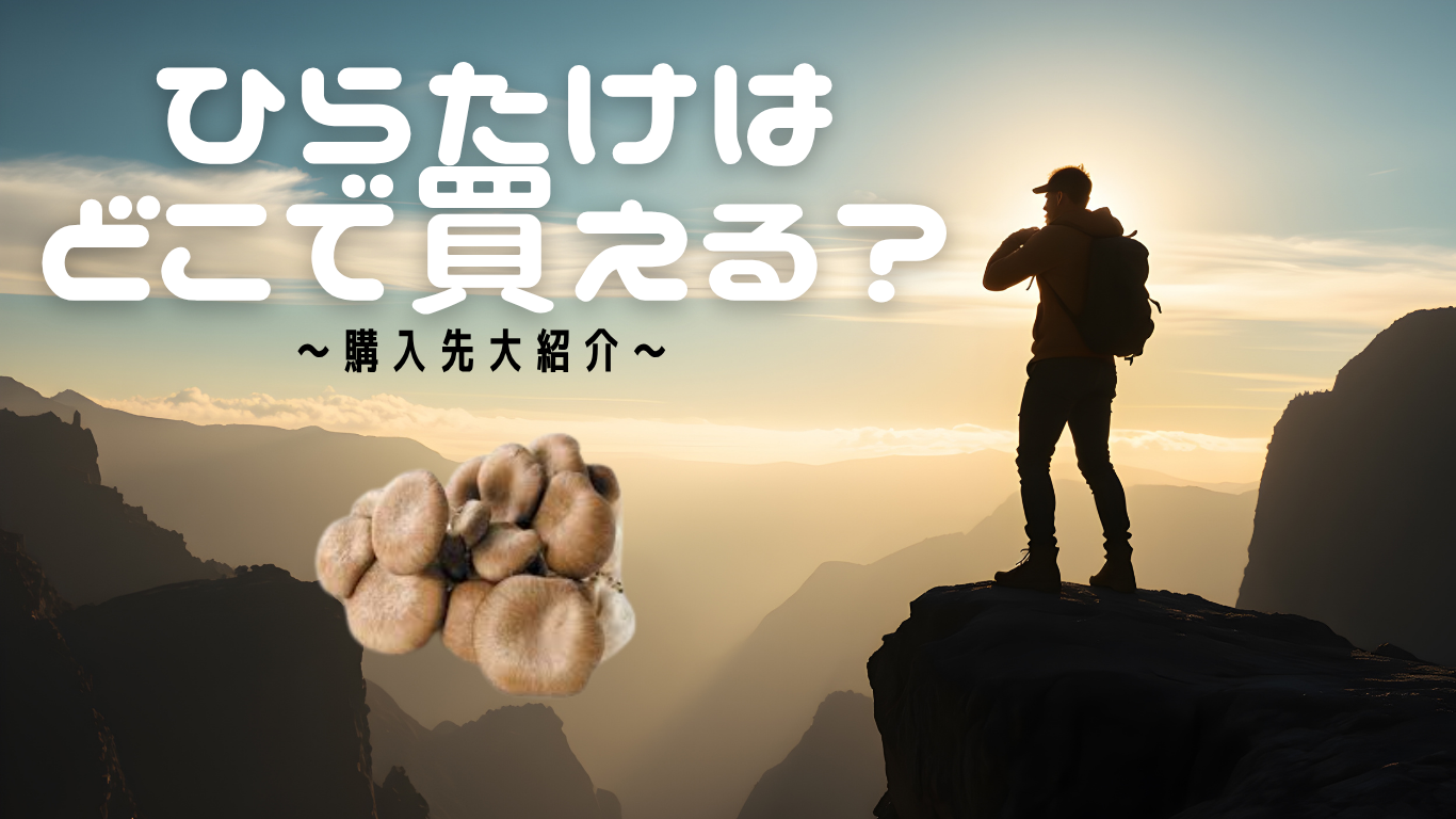 【ひらたけはどこで買える？】スーパー・通販・直売所で手に入る秋の旨味きのこ