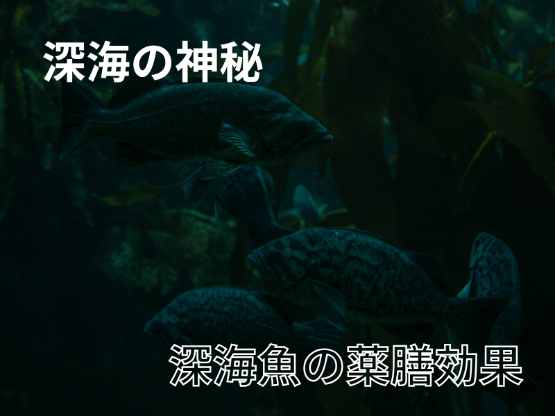 深海魚ソコボウズがもたらす“血と巡りを整える薬膳力”